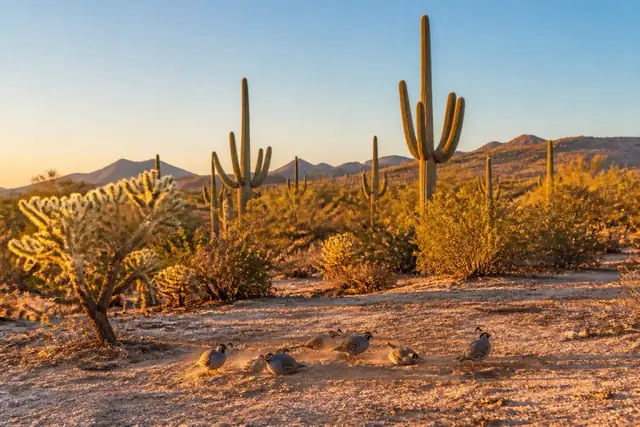 Saguaro standing among creosote and bursage on a caliche flat under a wide blue sky