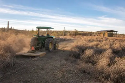 Reclaimed horse pasture with mesquite thinned back to scattered shade trees on a Northwest Valley ranchette